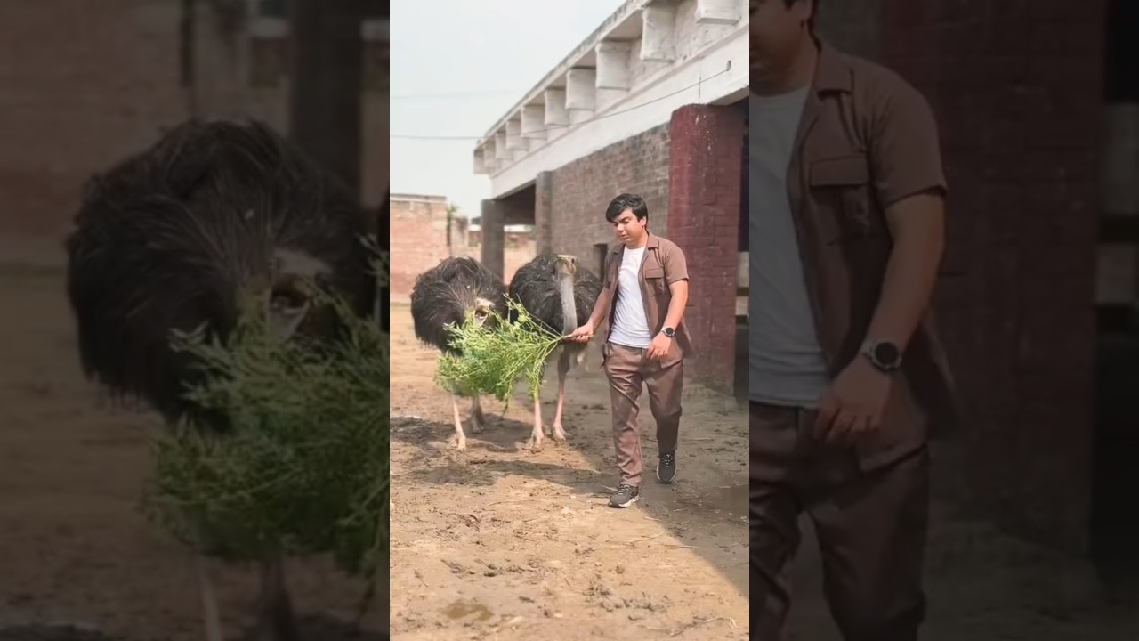 Ostrich In SW Pet House 