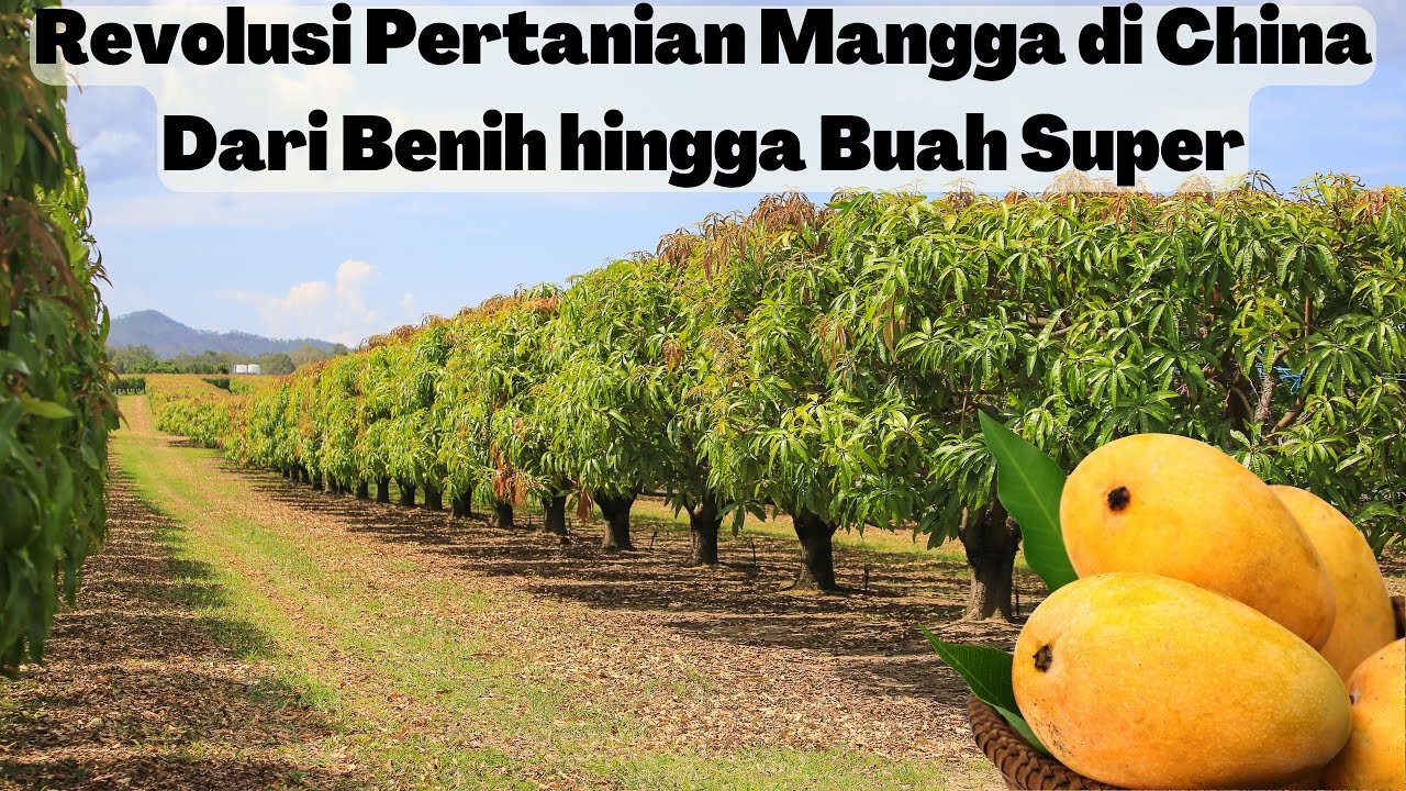 Revolusi Pertanian Mangga di China: Dari Benih hingga Buah Super