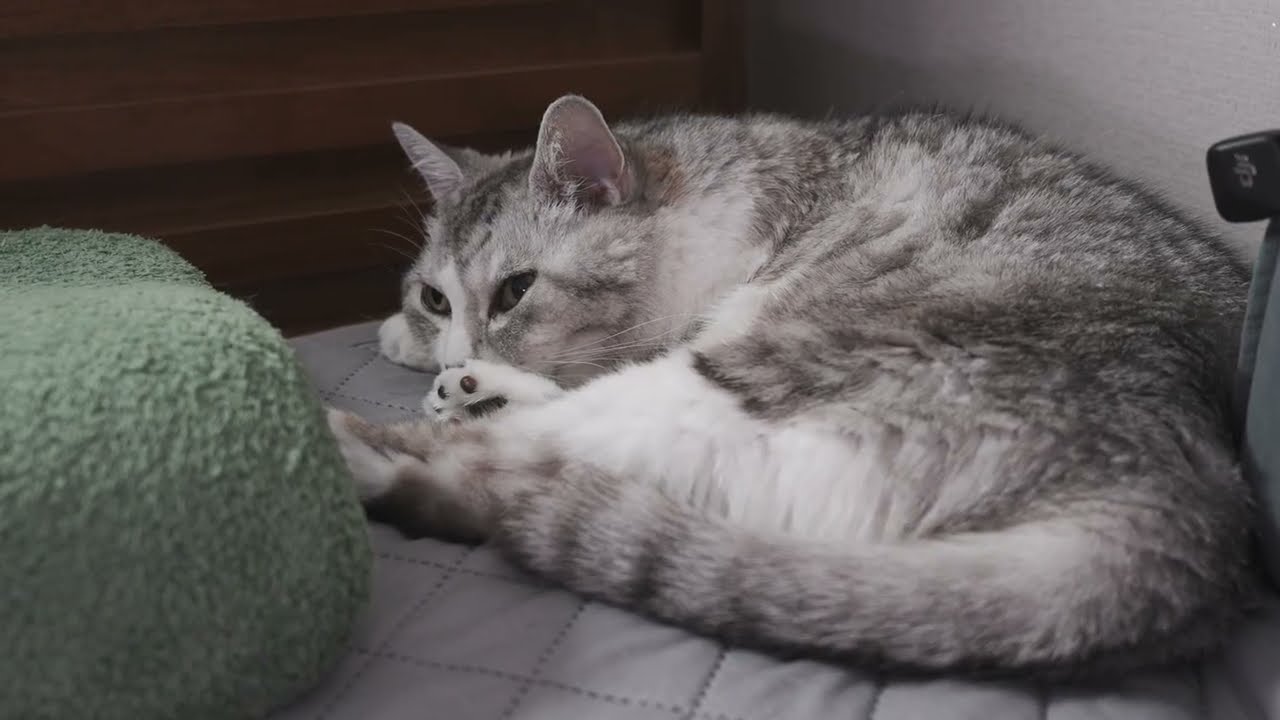 고양이 162