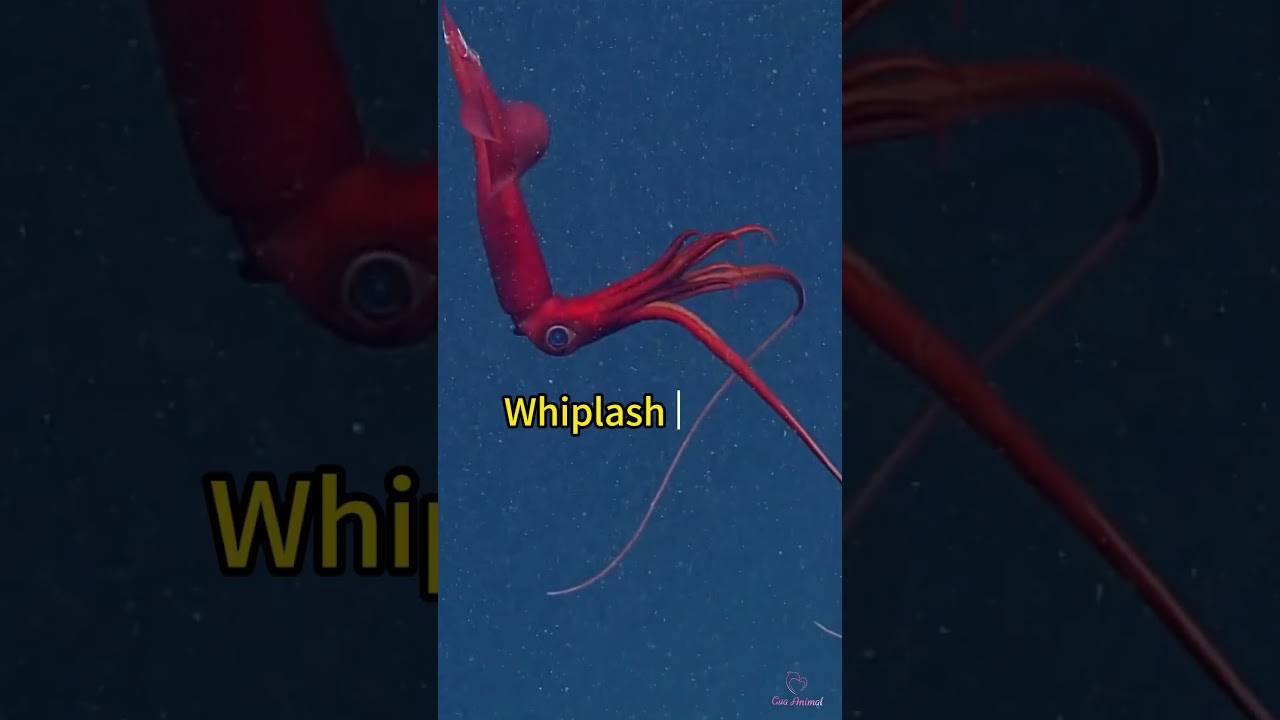 5 Deepest sea creature in the world 🤯 | Crazy Facts | Amazing Facts | Cute Animal Facts