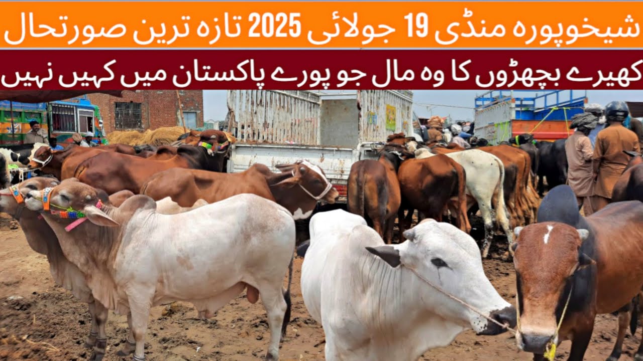 Sheikhupura Mandi 19 July 2025/Saturday Cow Mandi/Mandi Update