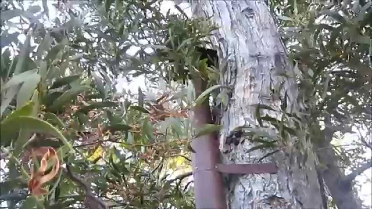 Shortie 5  Bee Hive Modification