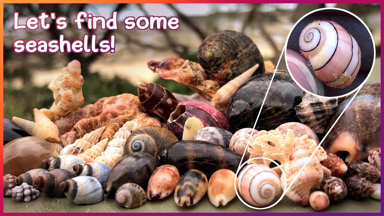 Looking for Microshells | Rare Royal Paper Bubble [Virtual Shelling]