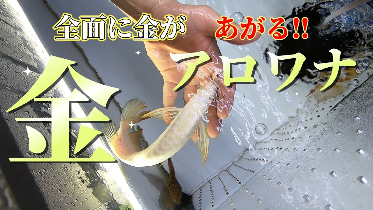 【希少映像】お見事！フルゴールドなアロワナ入荷速報＆アロワナの病気の治り方も！トロピカルフィッシュ佐野