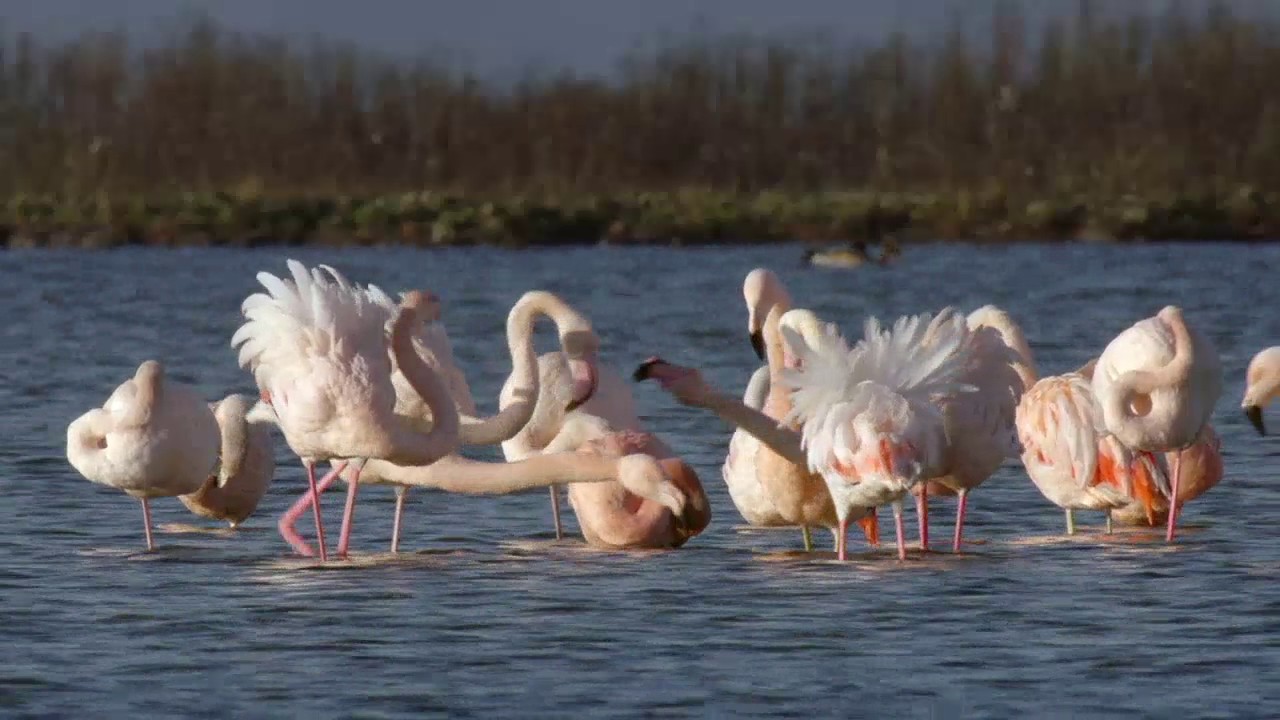Vroege Vogels - Flamingo's op het Grevelingenmeer