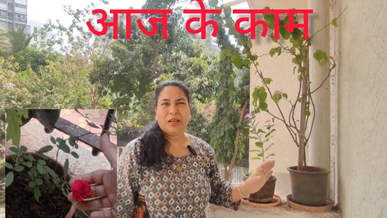 आज क्या काम किये |Daily life Journey #home #flowers 