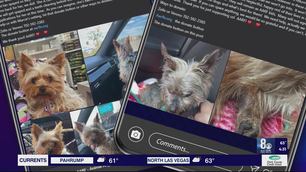 New Las Vegas family claims dogs not returned by Henderson-based animal rescue