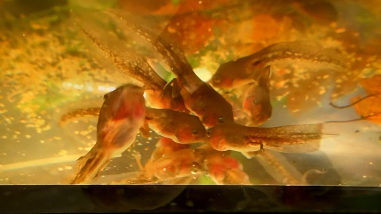 White's Treefrog Tadpoles Feeding (Litoria caerulea) || Korallenfinger-Kaulquappen F&uuml;tterung