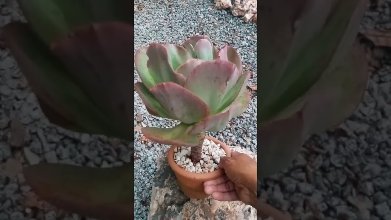 Echeveria Suyon.