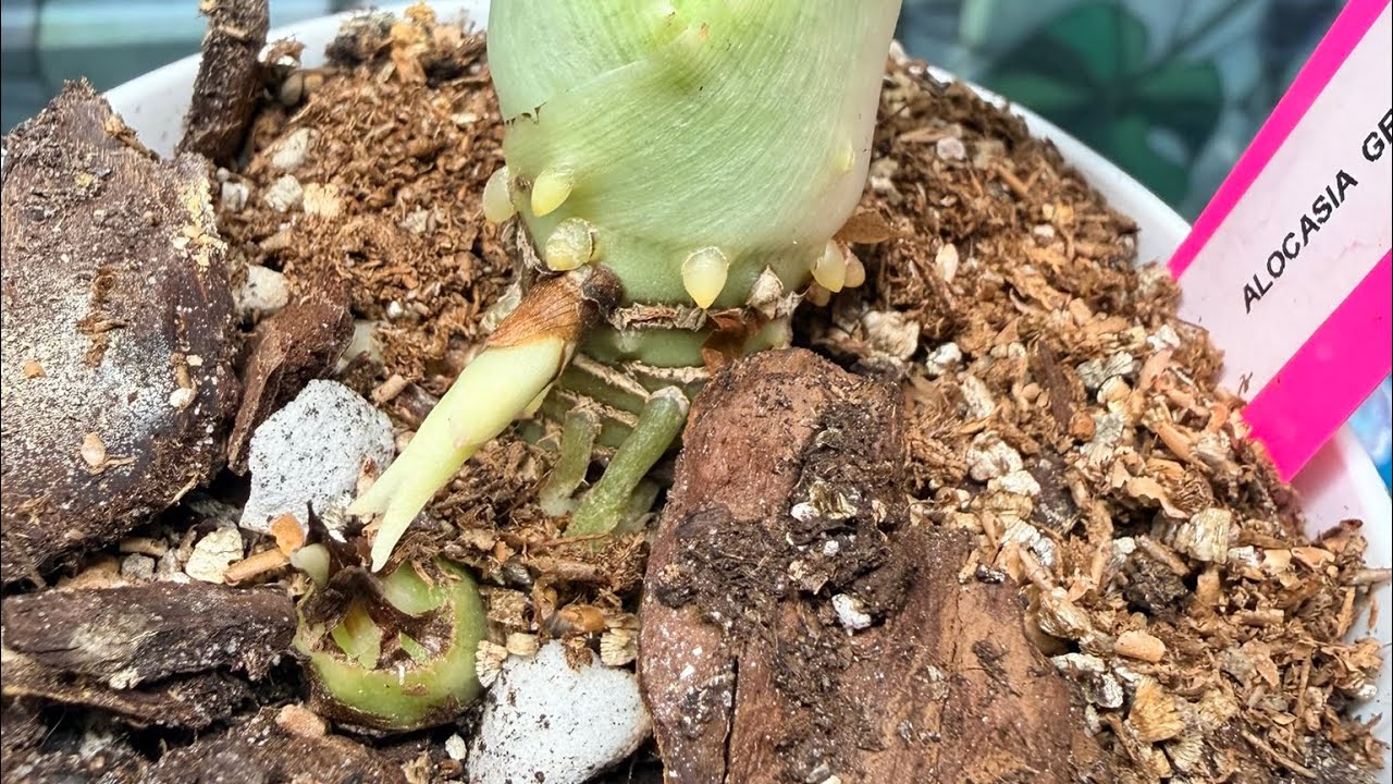 	Corm to Mature Plant 🌿 How Alocasia Grow (Step-by-Step Guide)