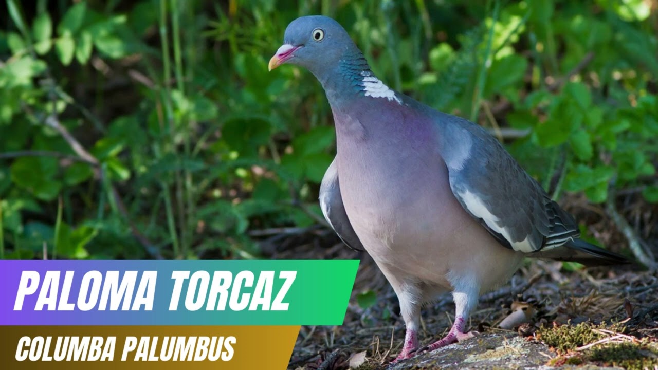 Canto de la Paloma Torcaz (Columba palumbus) 🕊️🌿