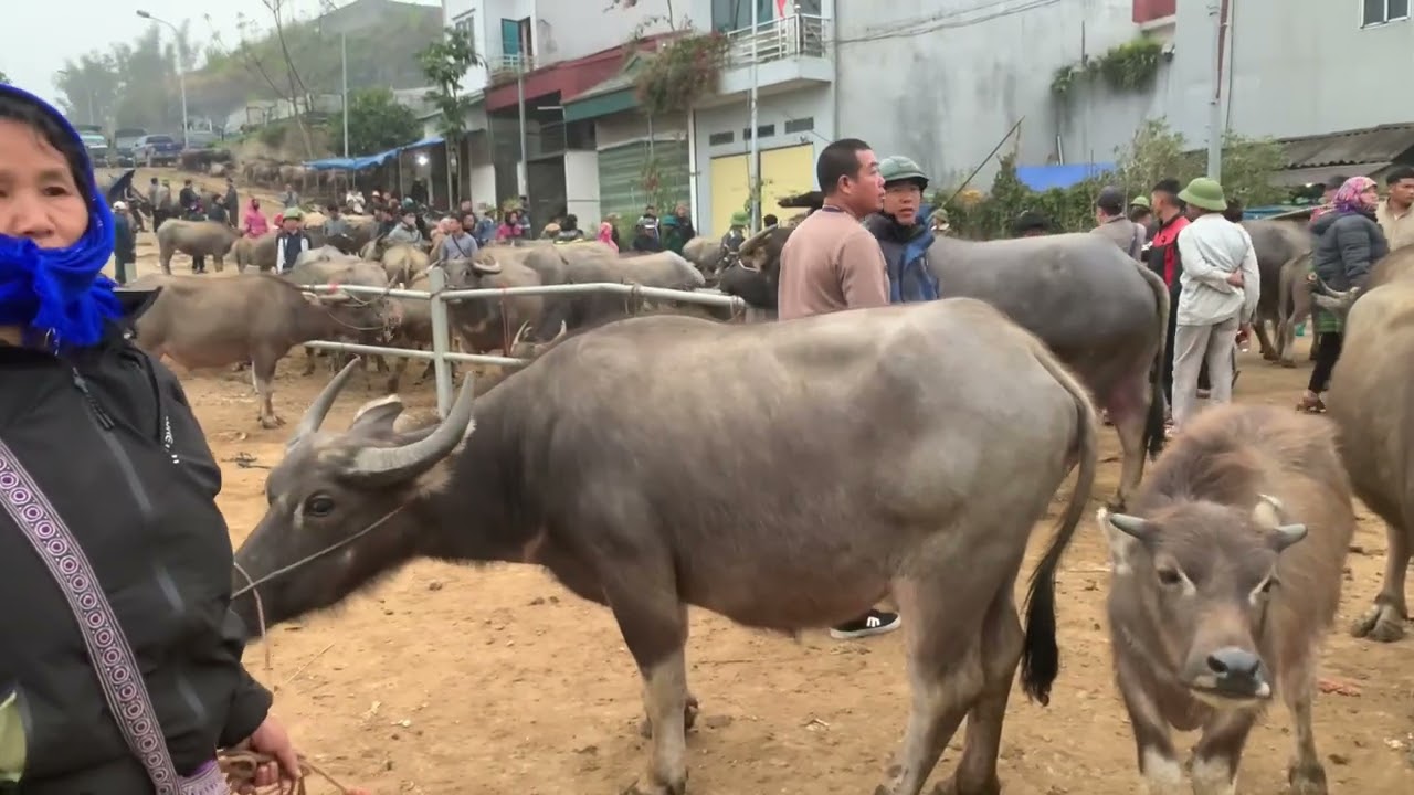 Ngày 07/03/2026 cập nhập về giá trâu Bắc Hà