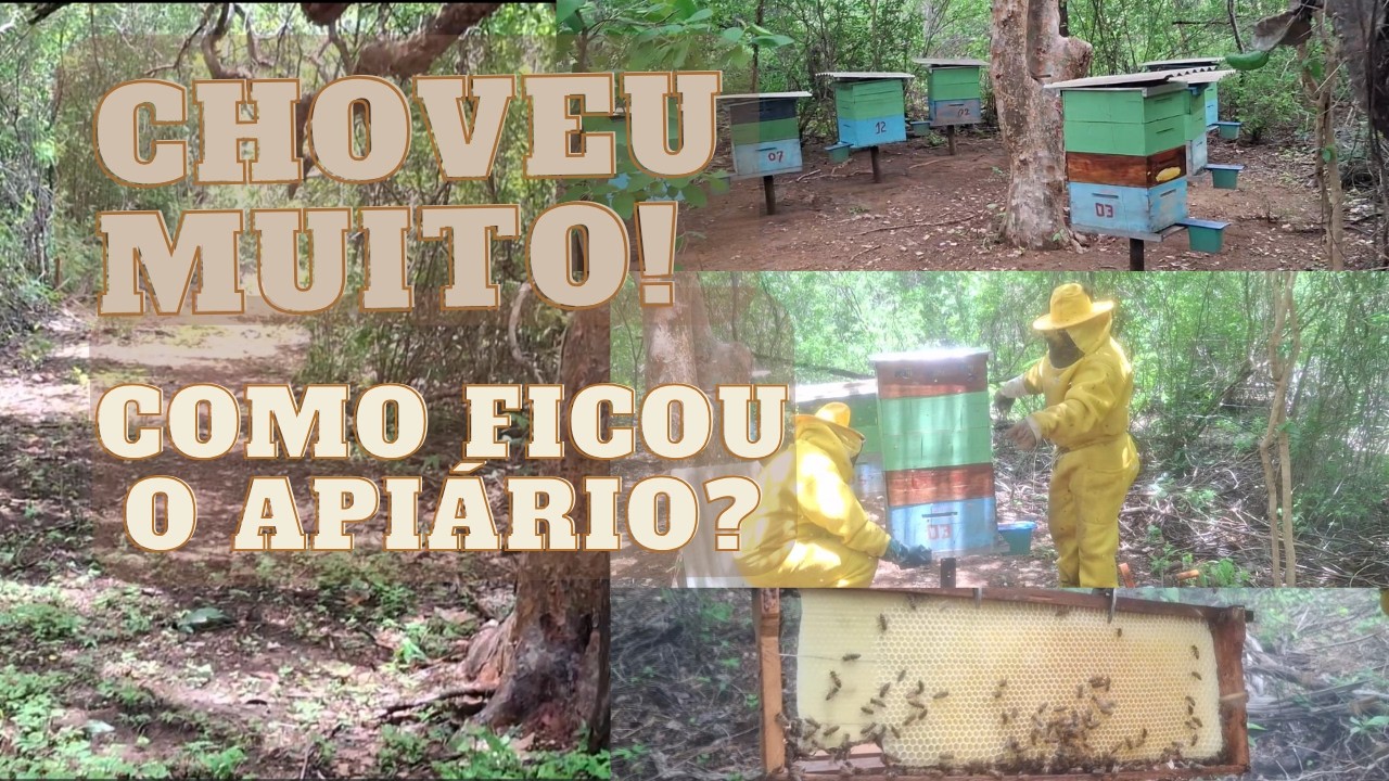 CHOVEU MUITO! 🌧️ Como Ficou o Apiário Depois da Chuva?