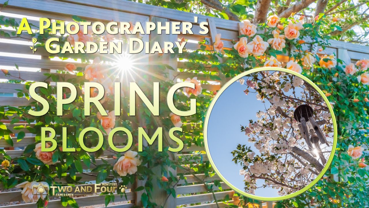 A Photographer's Garden Diary  - Spring Blooms (with original photography)