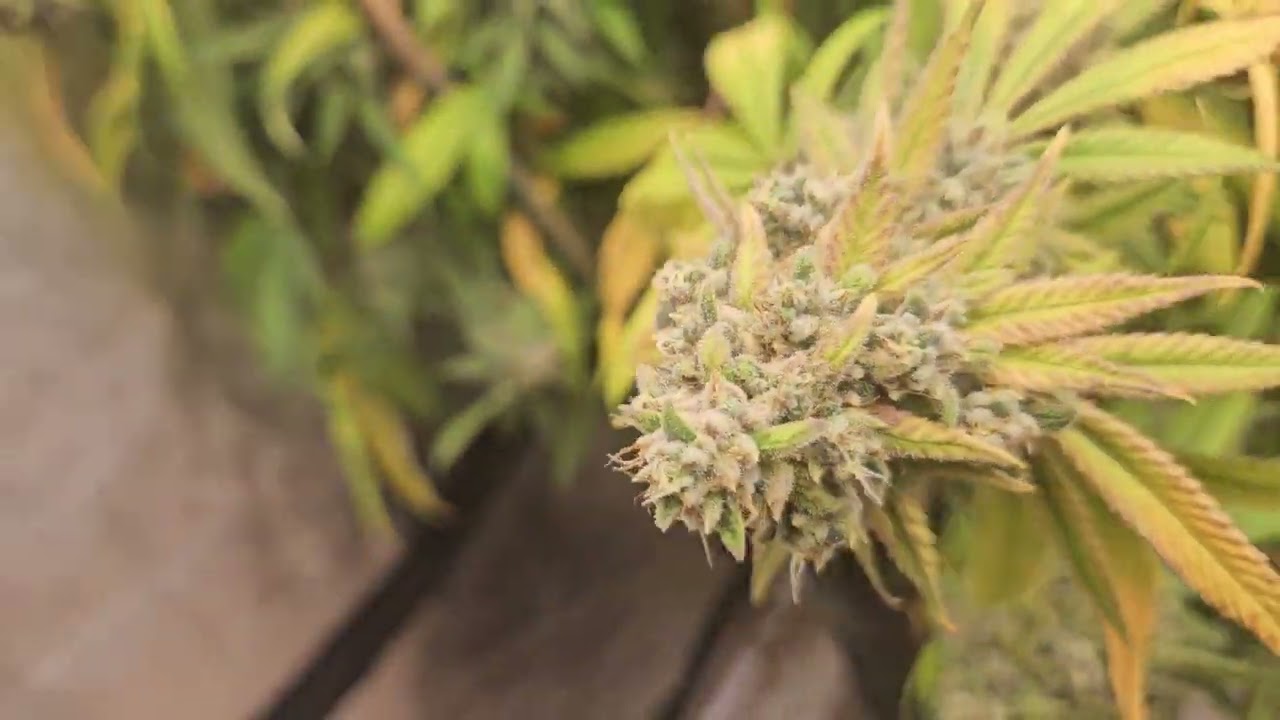 flushed out ssh catpiss pine strain very powerful