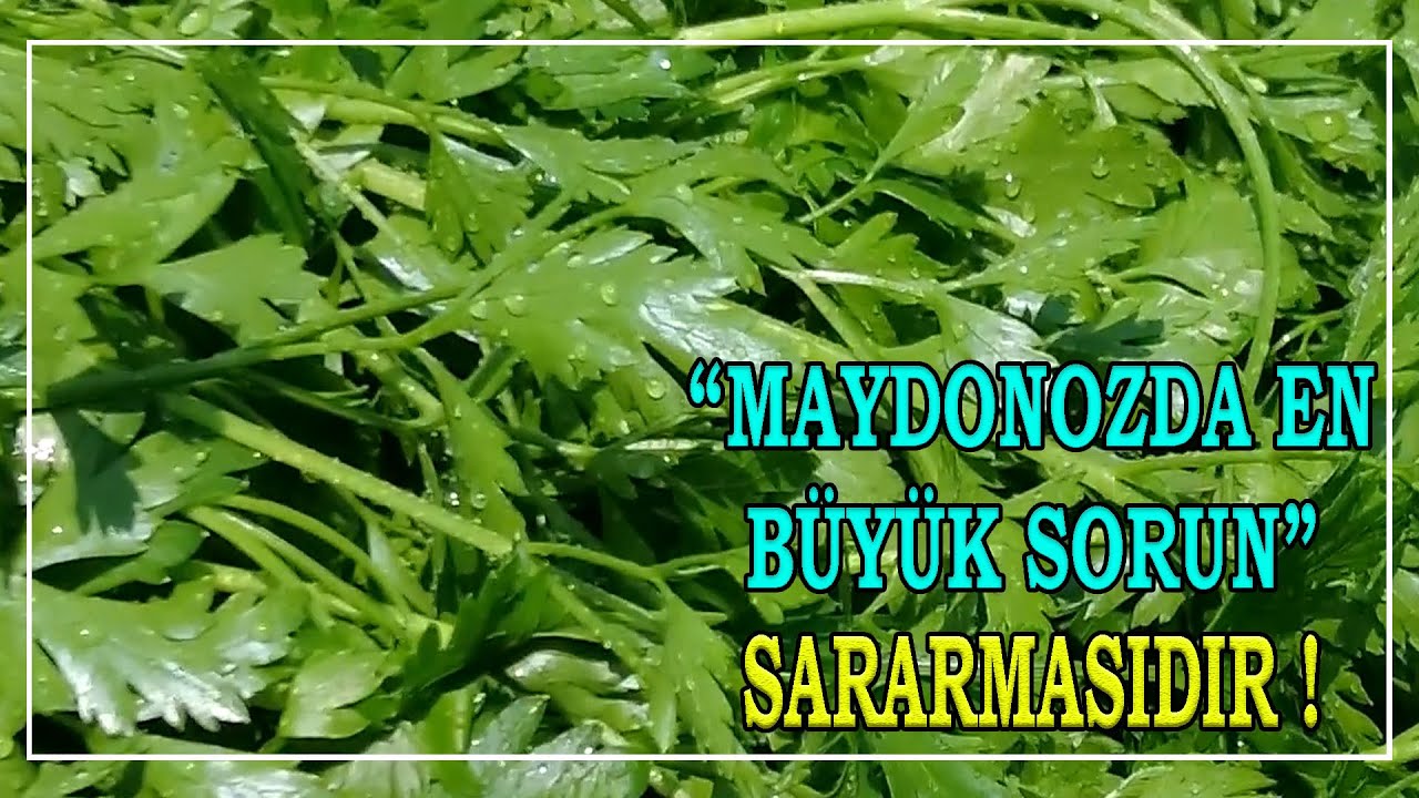 Maydonozdaki En Büyük Sorun 