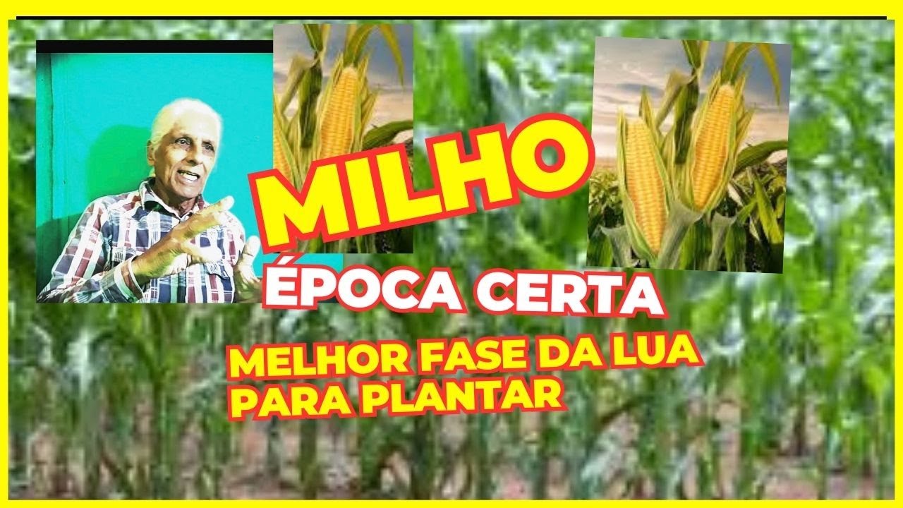 Plantar milho época certa e fase da lua ideal