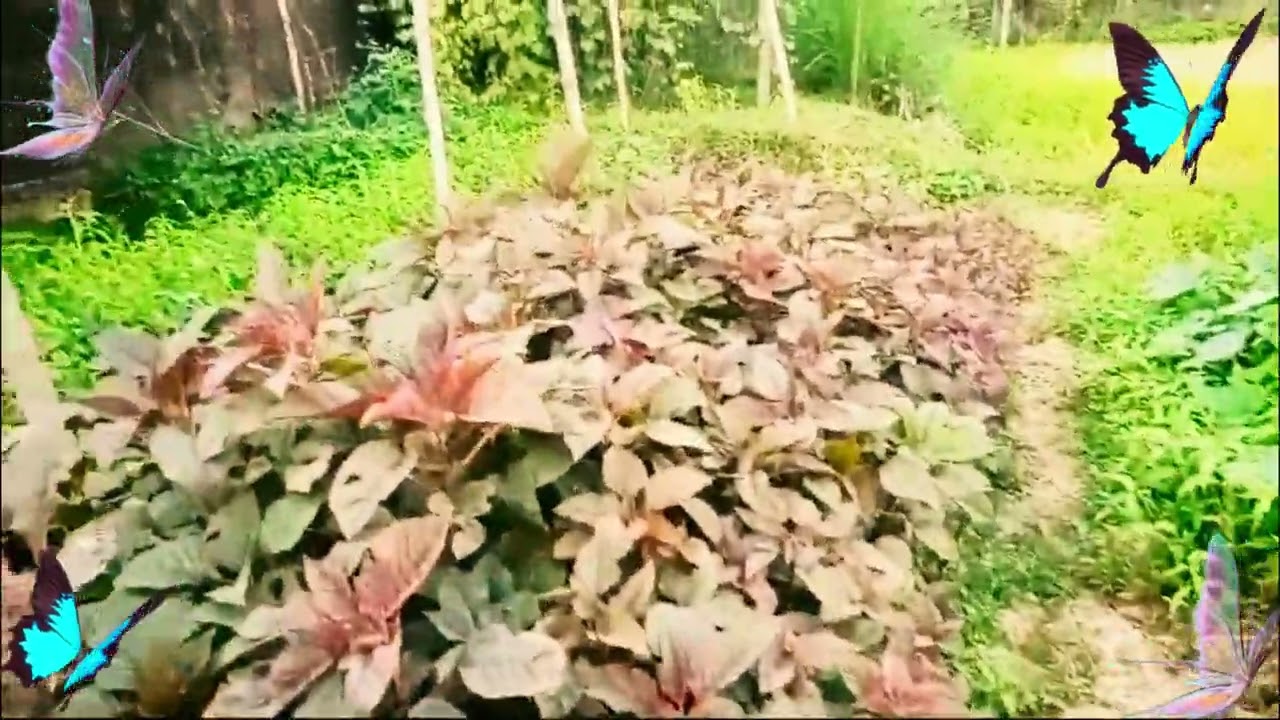 Beautiful Vegetable Garden In Bangladesh | Organic Vegetables