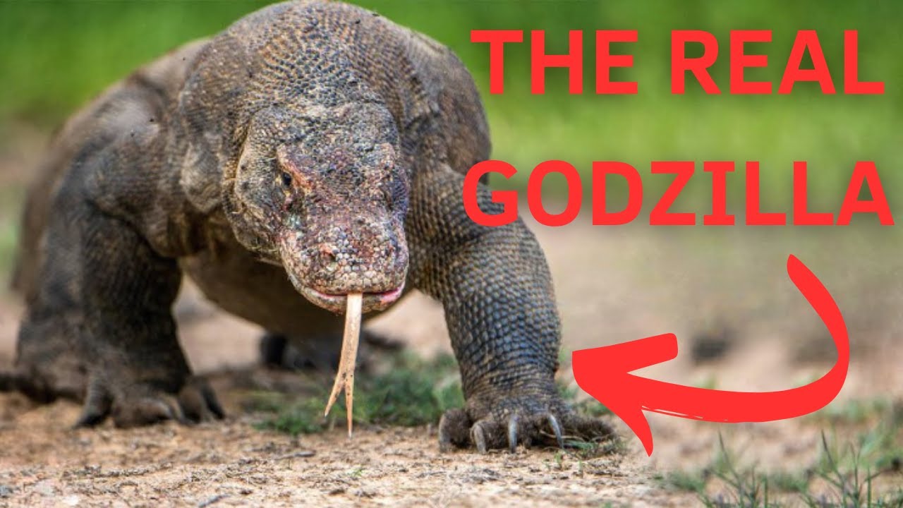 Top 10 Amazing Facts About the Real Godzilla and Komodo Lizard You Can't Miss