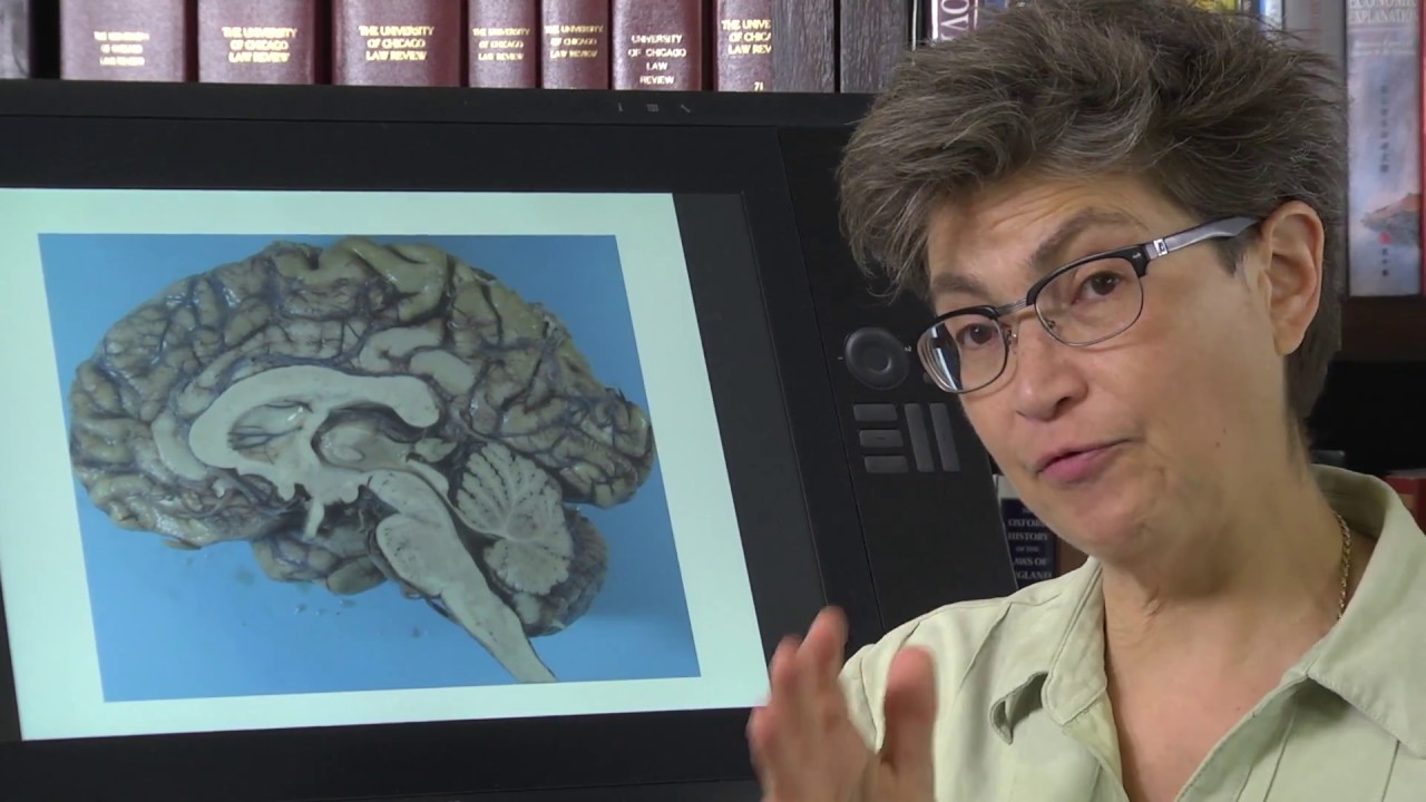 19.1 Introduction to the Cerebellum