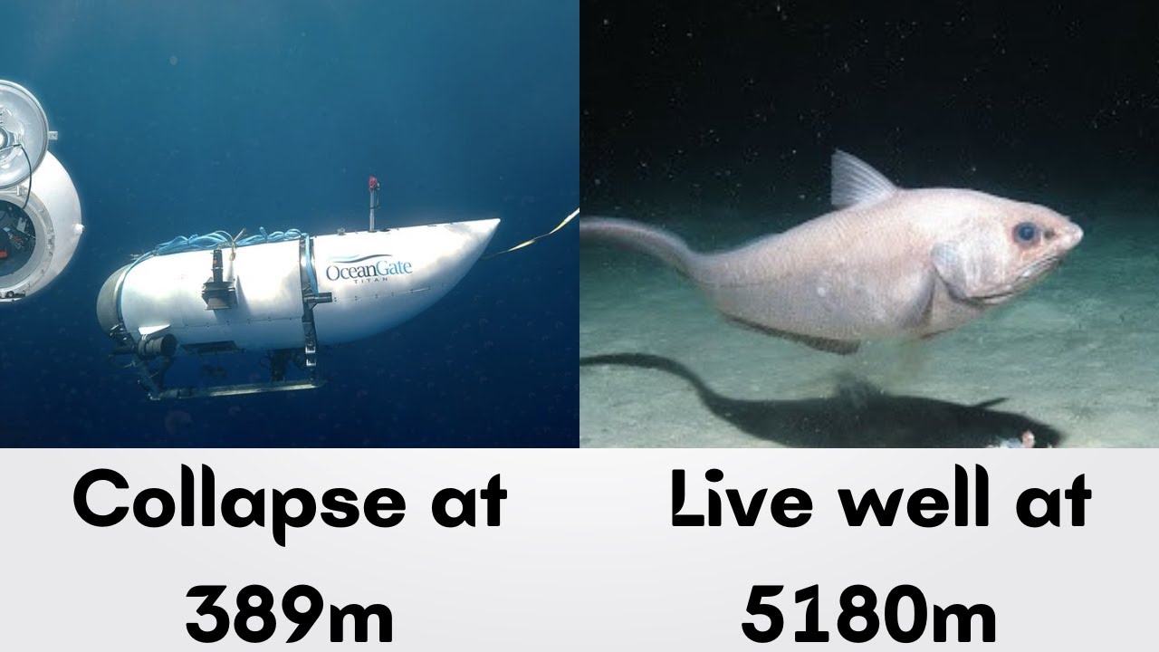 Why Can This Creature Withstand Pressure Of 8,650 Tons/Square Meter? - In 30 Seconds | Zootub3