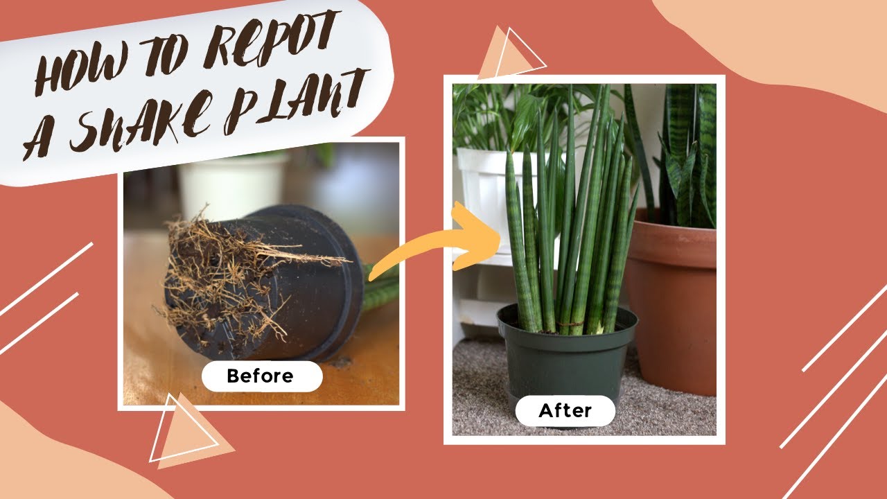 How to Repot a Sanseveria Cylindrica Snake Plant (African Spear) - A Simple Step by Step Guide