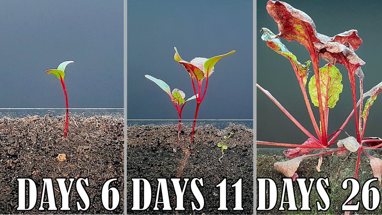Beetroot time lapse - 26 days of growing