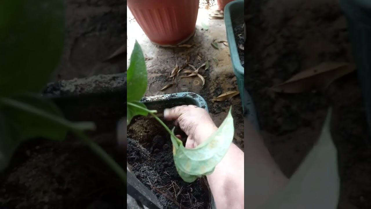 Cambio de sistema de cultivo en Copihue (Lapageria rosea)