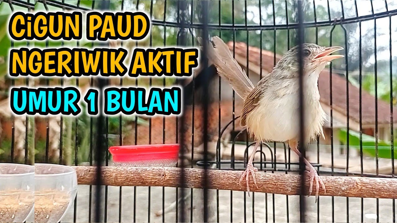 Cigun Paud Ngeriwik Aktif, Umur 1 Bulan Lebih