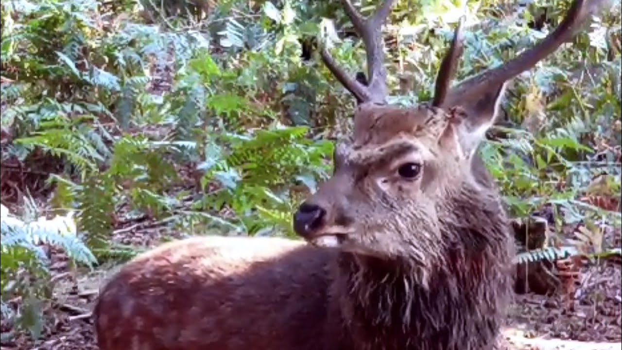 Sika deer with sweet rutting sound /Sika Hirsch mit süßem Brunftgeräusch