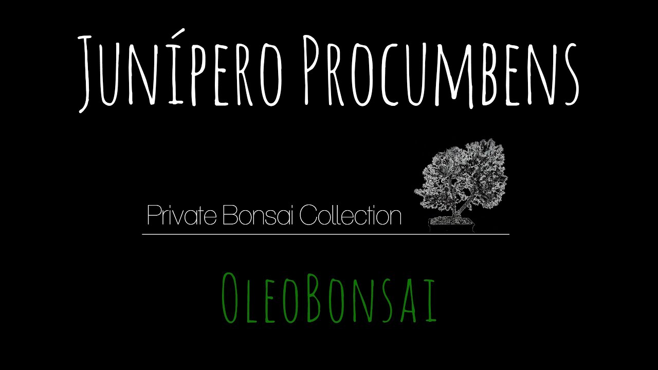 Bonsái Junípero Procumbens 🌳OleBonsai 🌳Private Bonsai Colletion