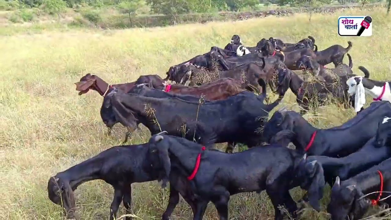 महाराष्ट्रातले सर्वात मोठे बिटल शेळी पालन | bital sheli palan | बिटल शेळी पालन | shodh varta |