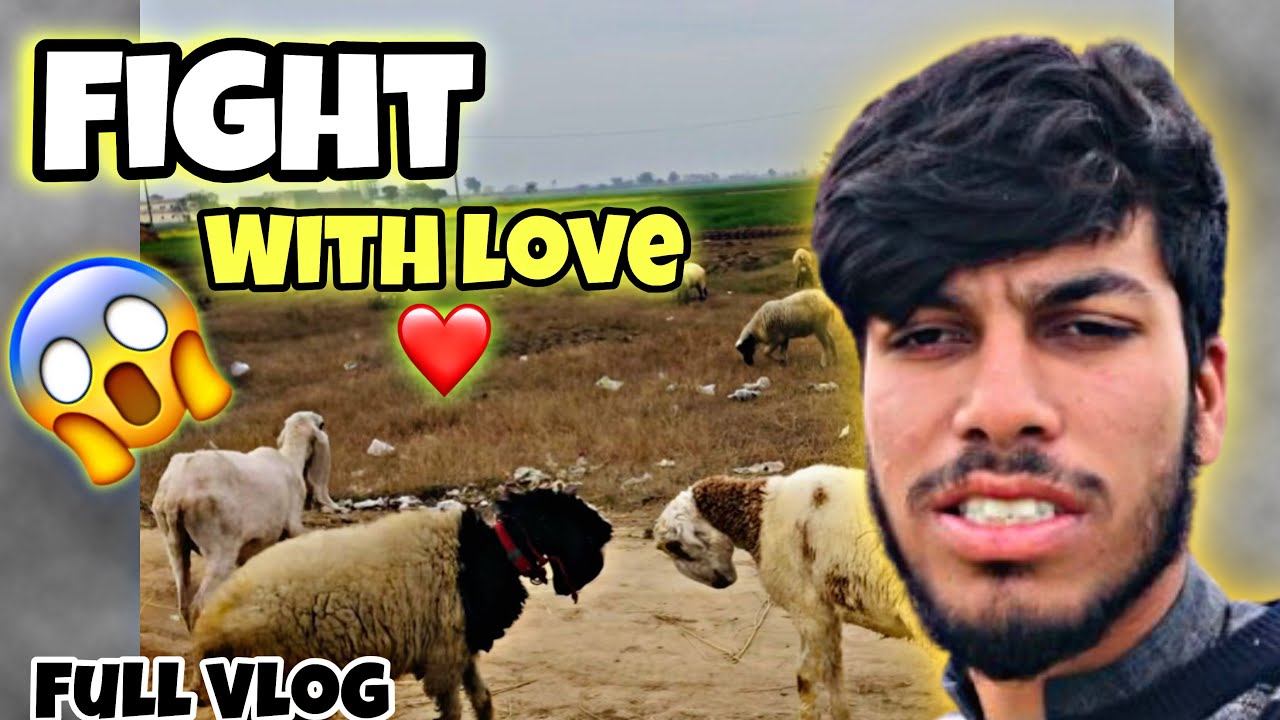 Sheep fight with love ❤️😱😱 Aj maaz ki cycle chala li 😱 Full Vlog 