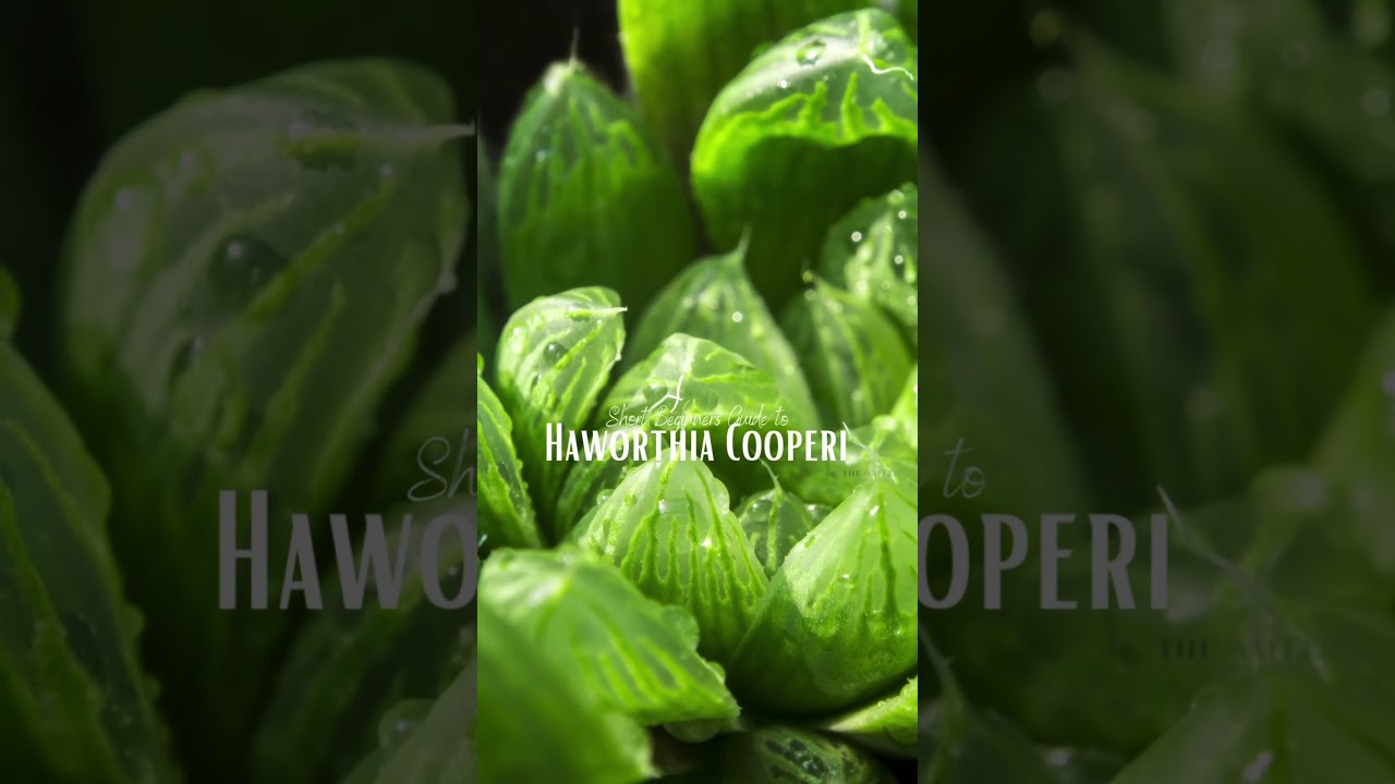 Beginners Guide: Haworthia Cooperi #shorts #short #haworthia #plants #nature #garden #gardening #fyp