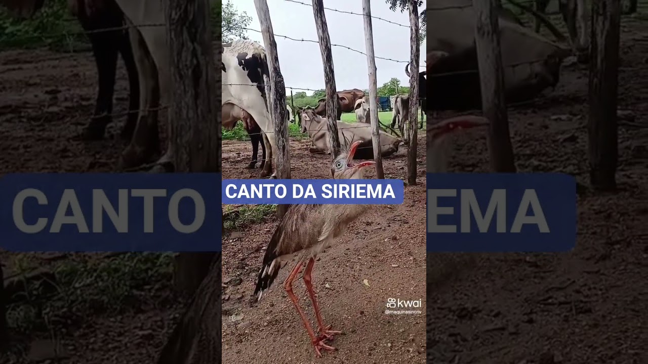 CANTO DA SIRIEMA. #siriema #vidanaro&ccedil;a #vidaanimal #natureza