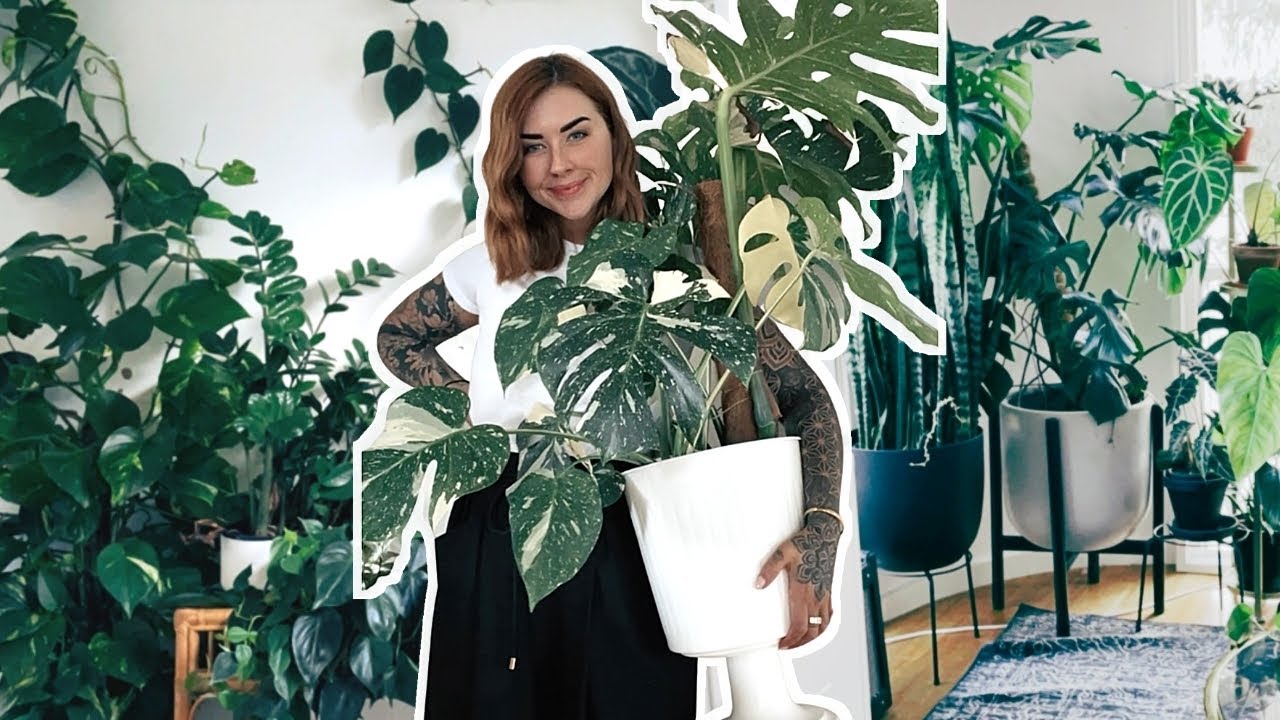 Indoor Plant Care routine 🌱