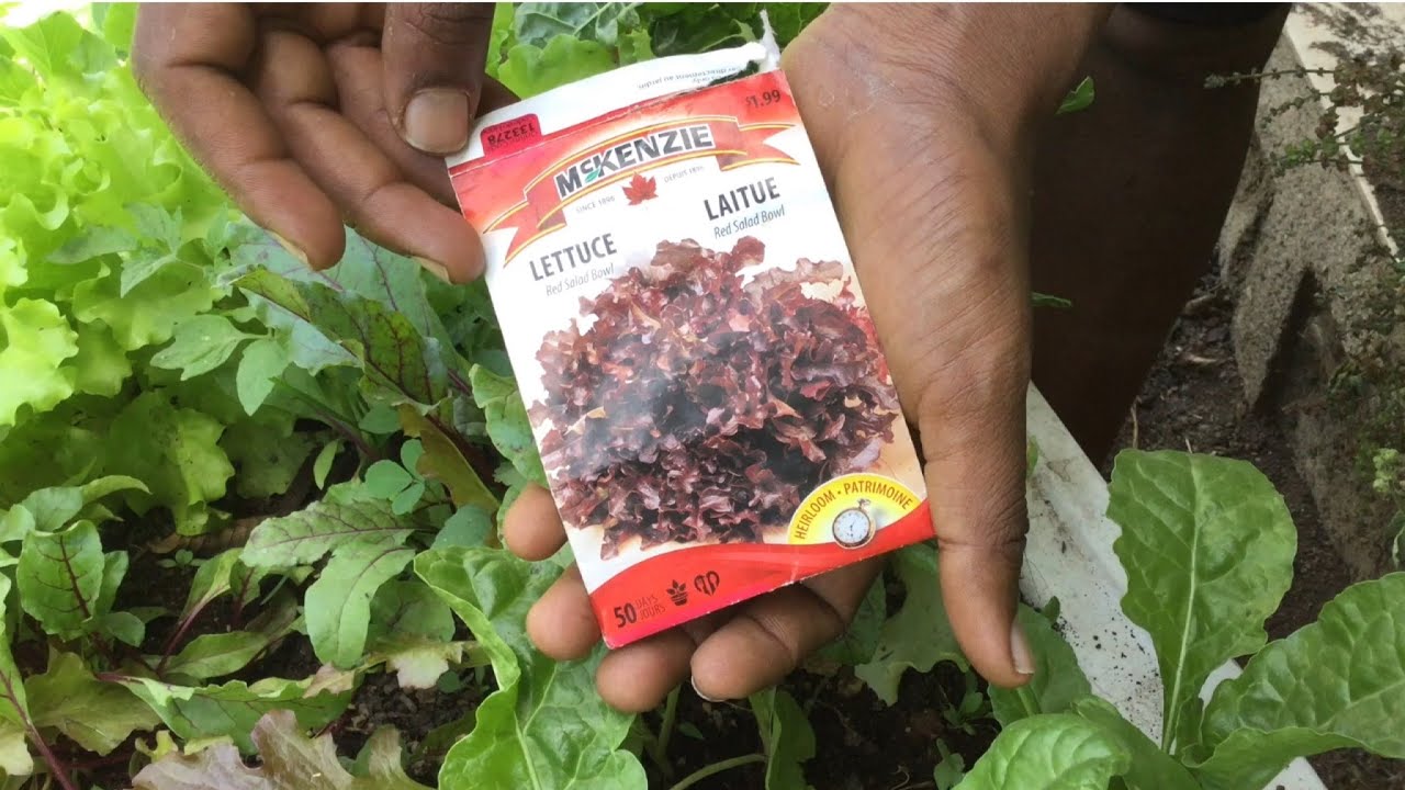 Ethiopia - በቤት ውስጥ ሰላጣ እንዴት ይተከላል | how to grow lettuce at home