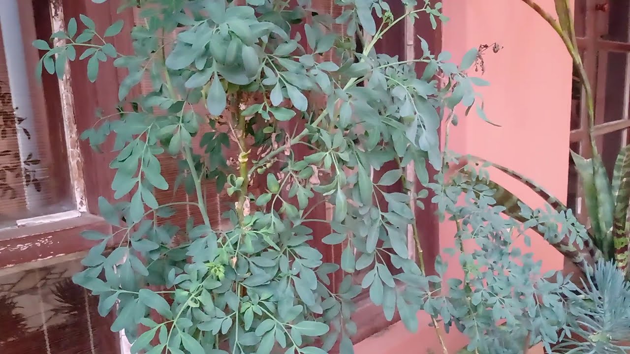 ARRUDA como cuidar no inverno, como podar