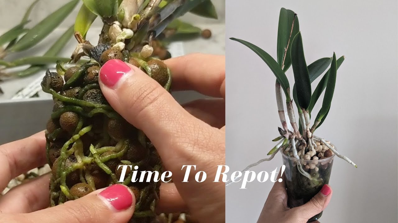 Relax and Repot | Repotting 6 Cattleya Orchids - First Session of the Season!