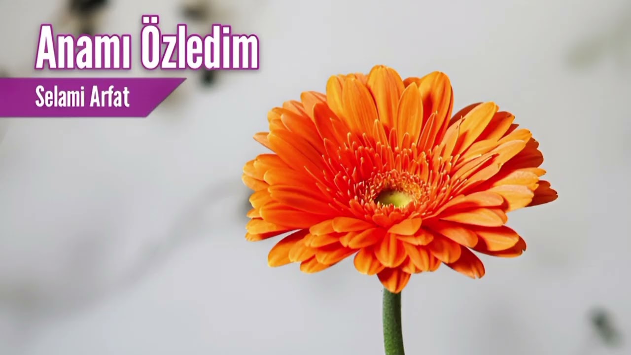 Anamı Özledim -Selami Arfat