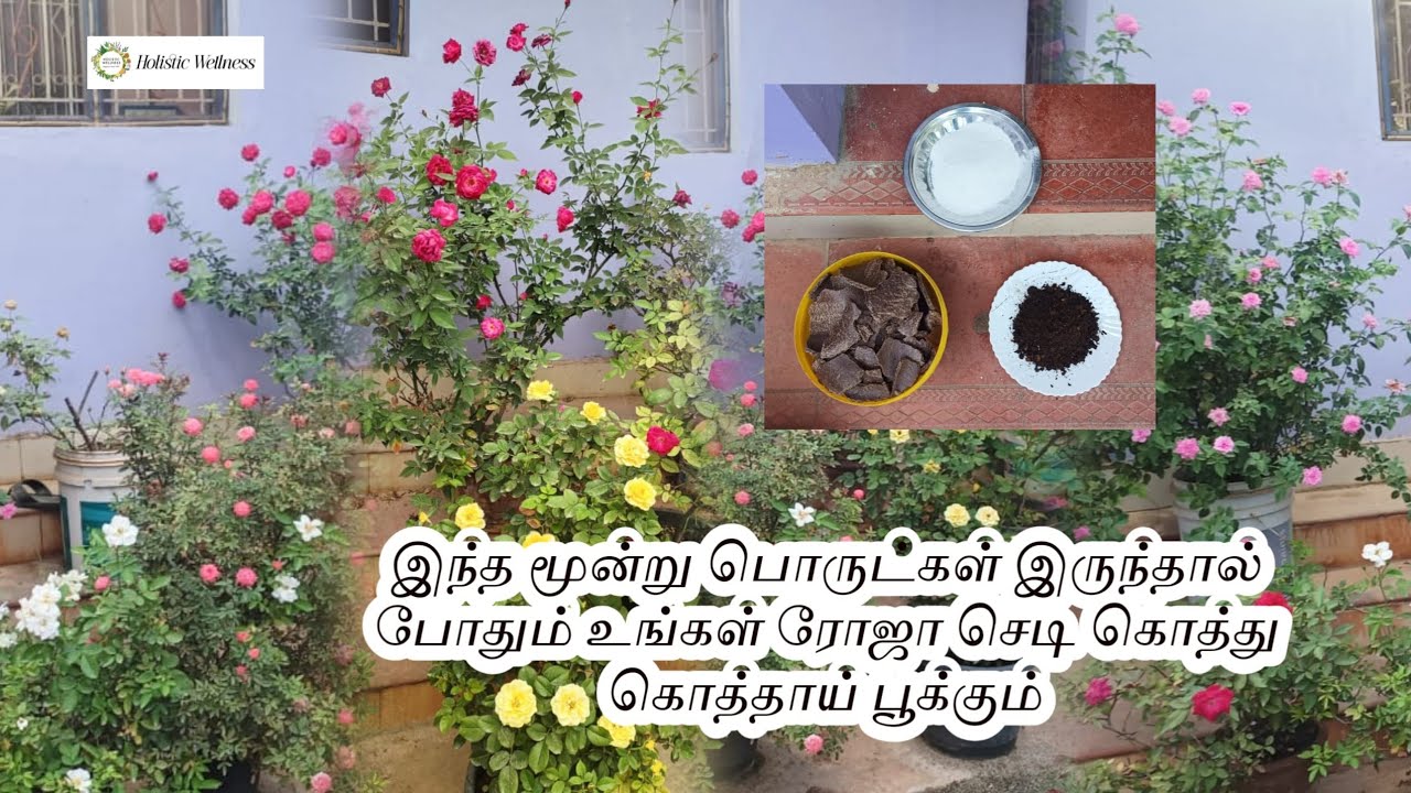 கடலை புண்ணாக்கு கரைசல் #rose #flowers #rosegarden #fertilizer Holistic Wellness 