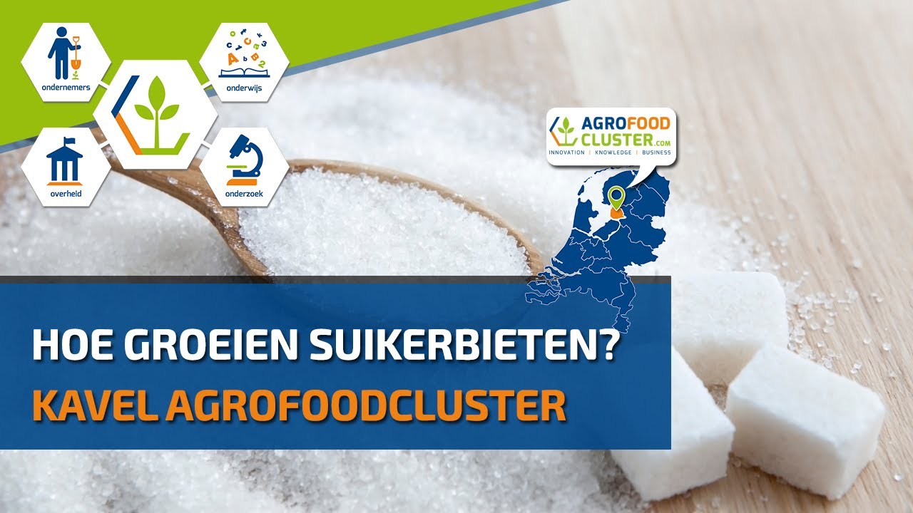 Suiker | Hoe groeien suikerbieten?
