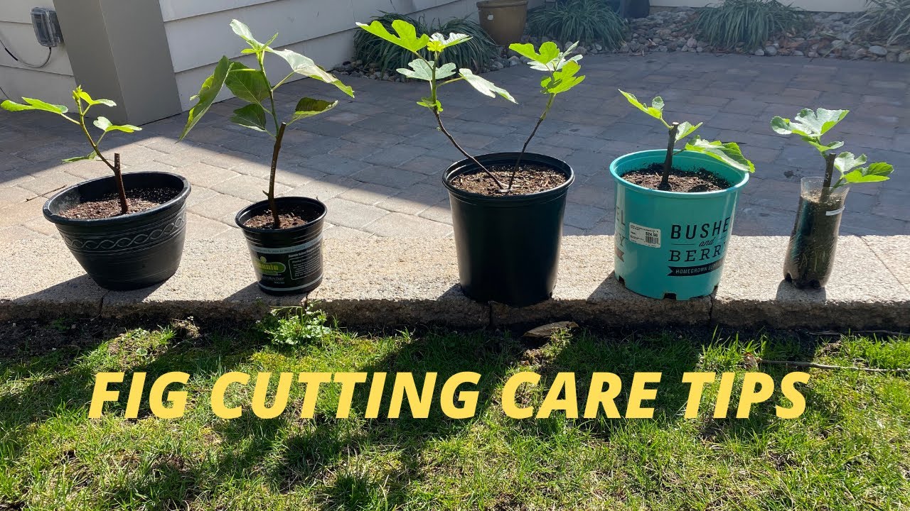 Fig Cutting Care Tips