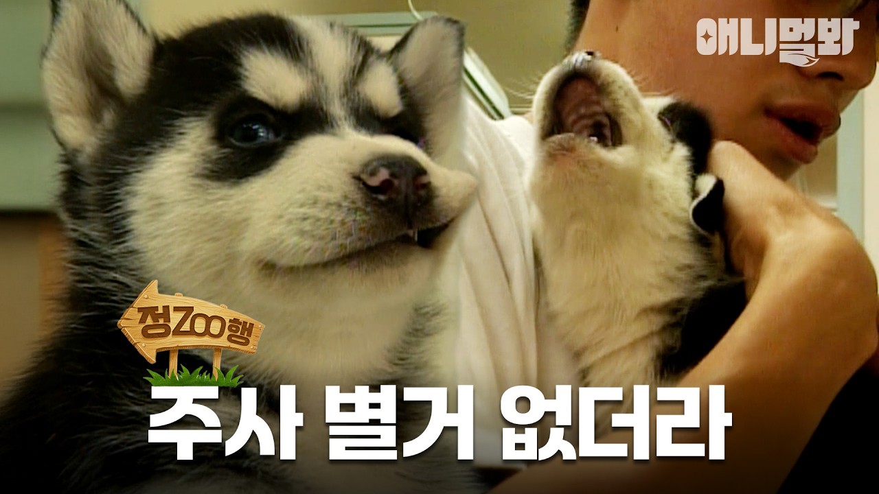 [#정ZOO행] 테토견은 주사 같은 거 안 무서워해 | EP.12 #TV동물농장 #AnimalFarm #애니멀봐