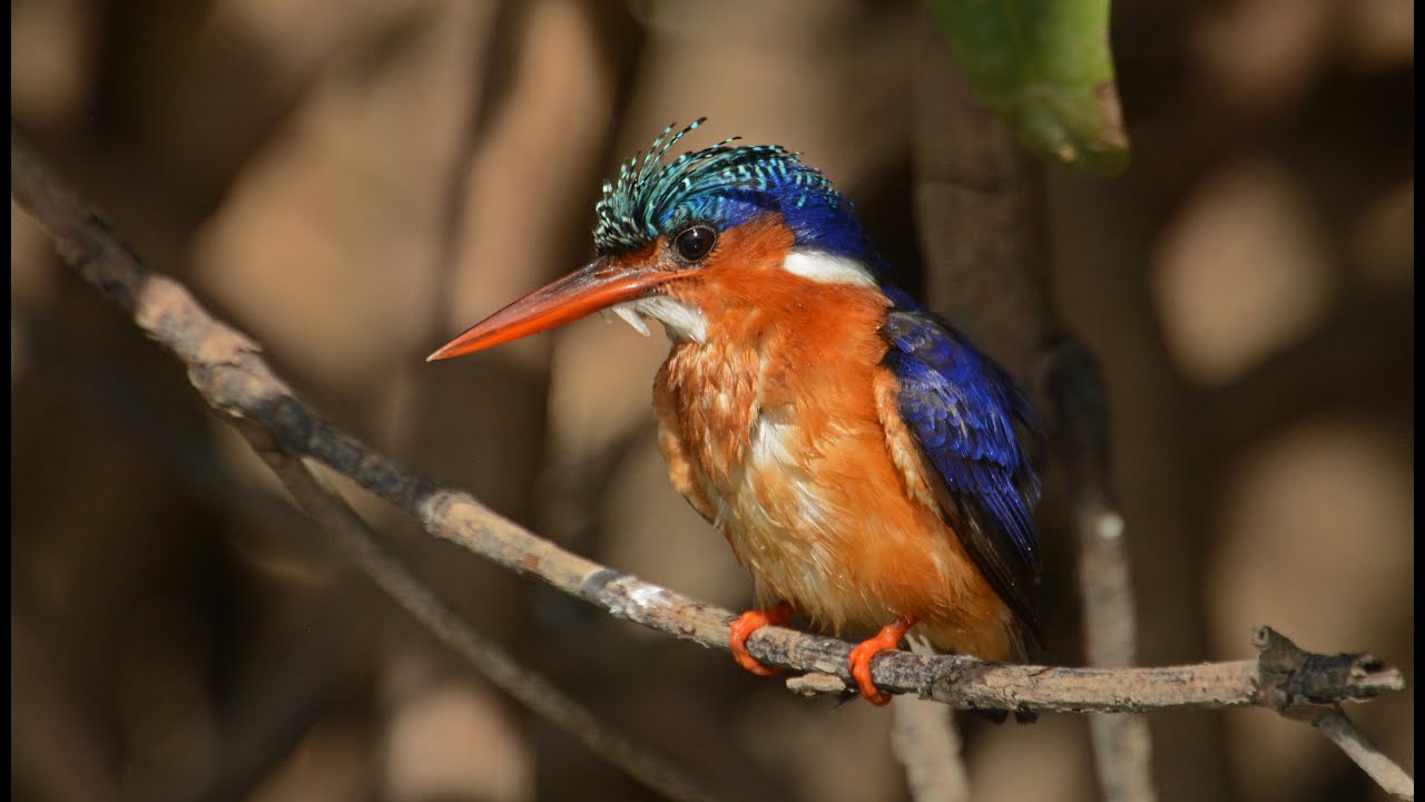 Birds of Kotu Creek Gambia