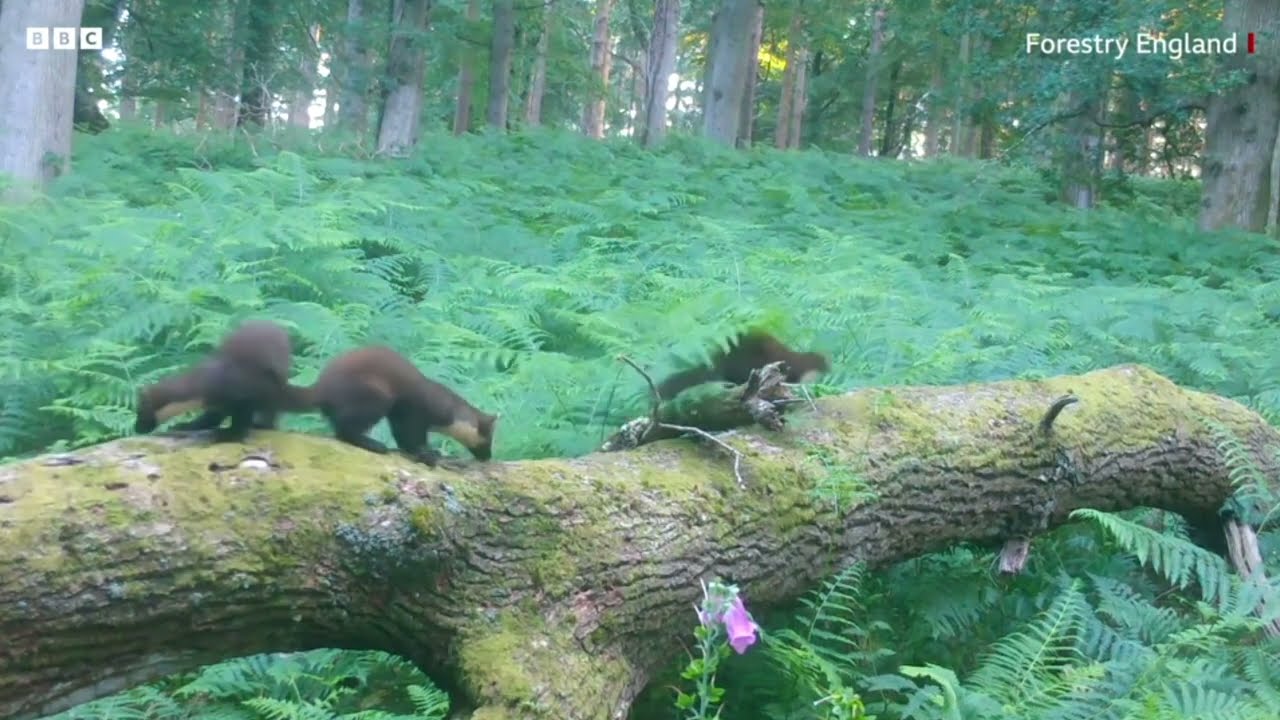 Pine Marten 'Kits' in the New Forest (2022)