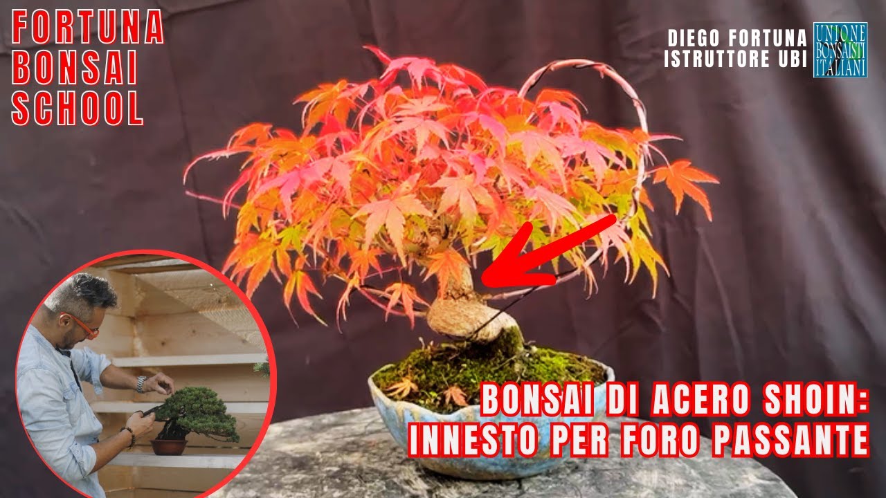 Bonsai di Acero Shoin: innesto per foro passante.