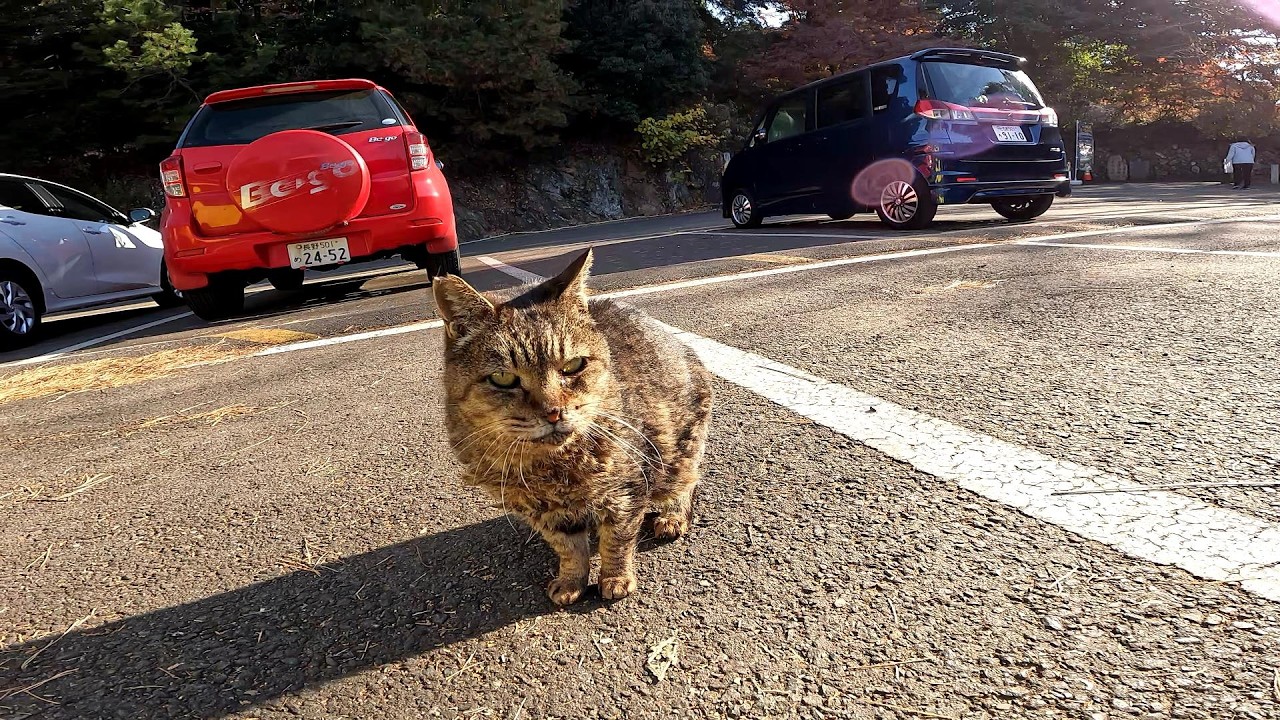 夕方に駐車場をパトロールする野良猫