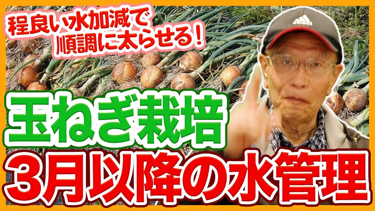 家庭菜園や農園の玉ねぎ栽培で3月以降の水管理！程良い水加減で太らせるコツと玉ねぎの育て方！【農家直伝】