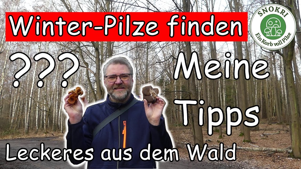 Leckere Pilze im Winter finden - Meine Tipps - Austernseitling und Samtfußrübling